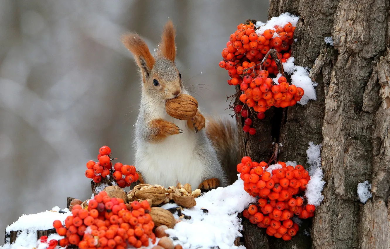 Photo wallpaper winter, nature, berries, stump, protein, trunk, nuts, Rowan
