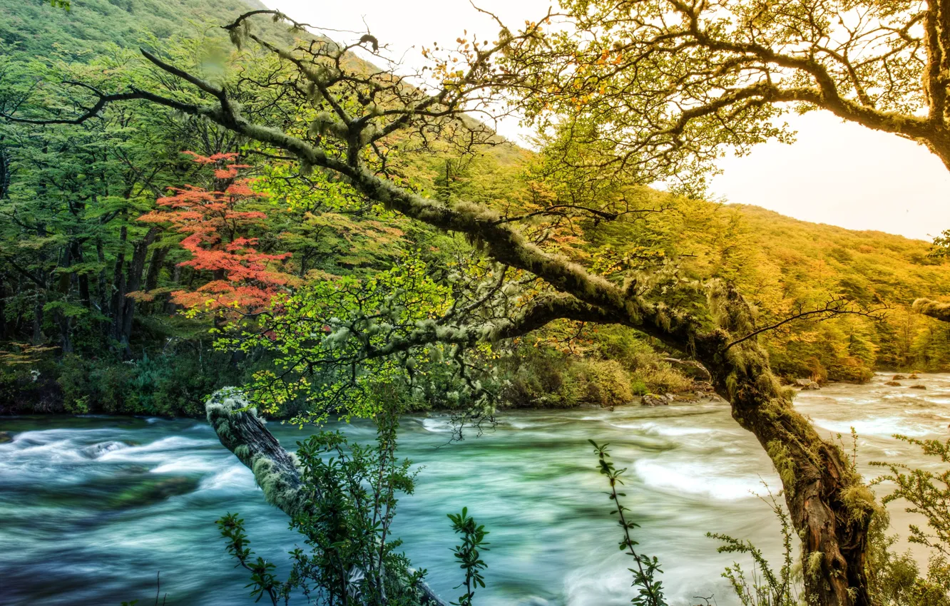 Photo wallpaper trees, river, mountain, moss, nature.