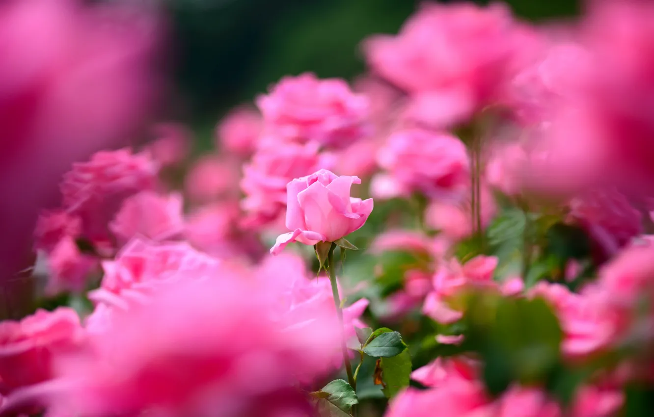 Photo wallpaper rose, petals, a lot, pink color
