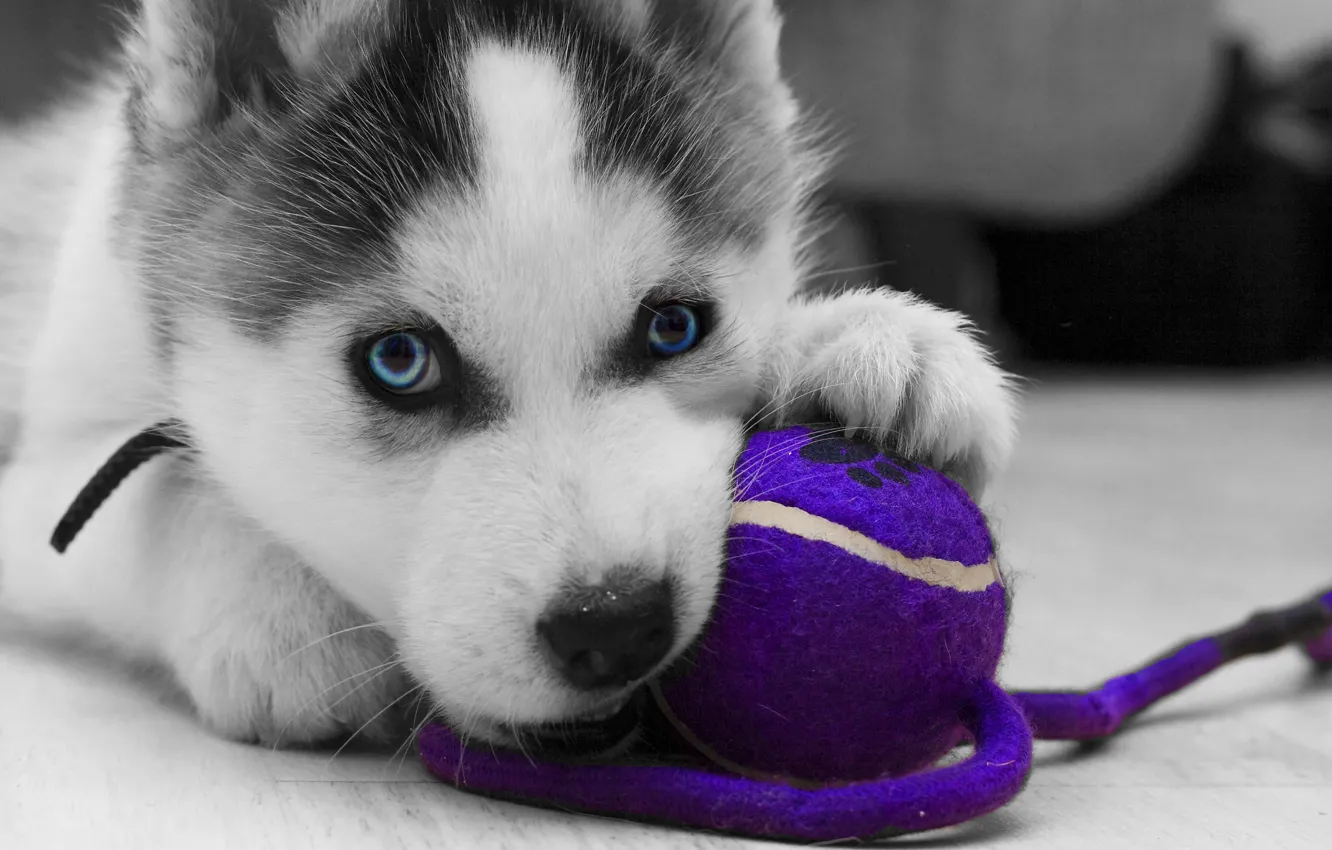 Photo wallpaper logo, toy, puppy, close-up, dog, animal, wolf, black and white