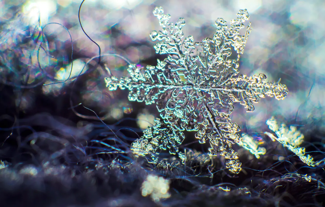 Photo wallpaper macro, snowflakes, hq Wallpapers