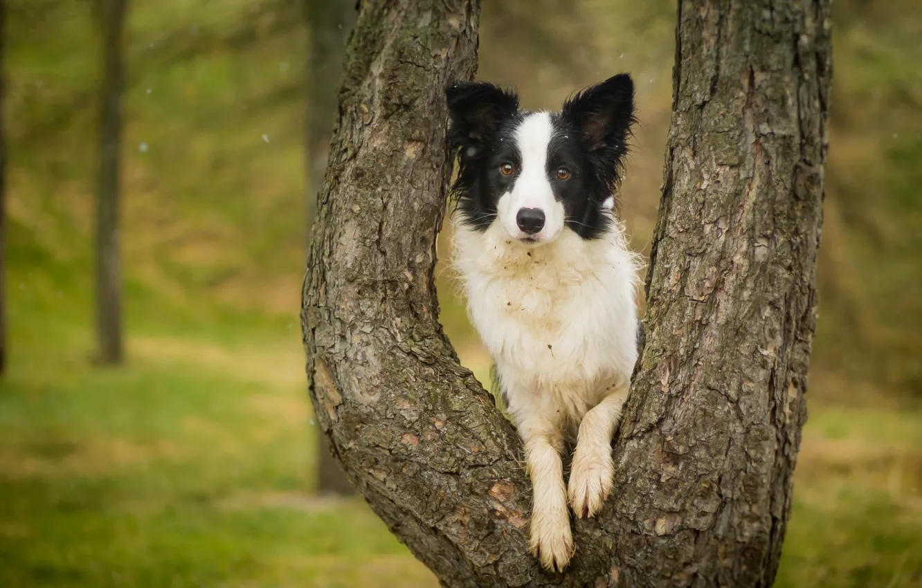 Photo wallpaper look, trees, dog