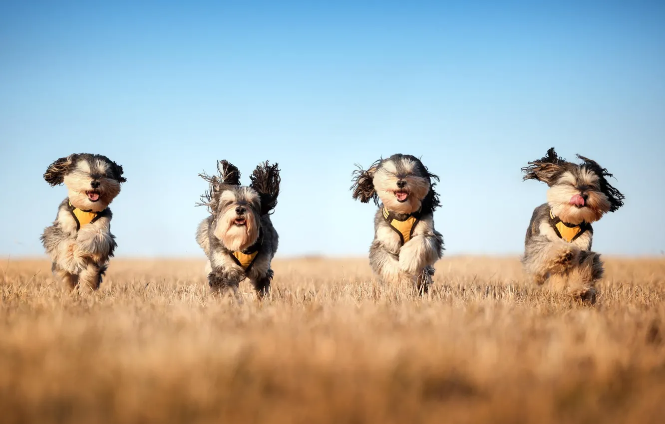 Photo wallpaper field, dog, running, The mushketeers