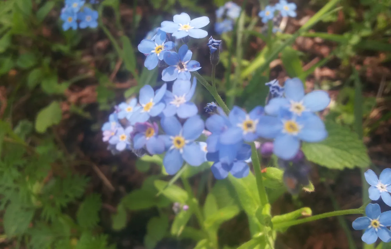 Photo wallpaper Flowers, Leaves, Forget-me-nots, Stems