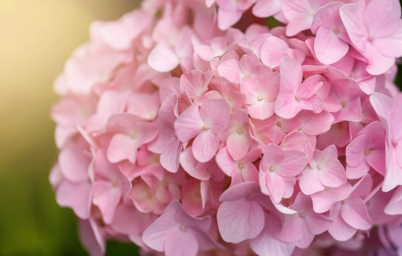 Photo wallpaper macro, flowers, tenderness, blur, pink, bokeh, hydrangea