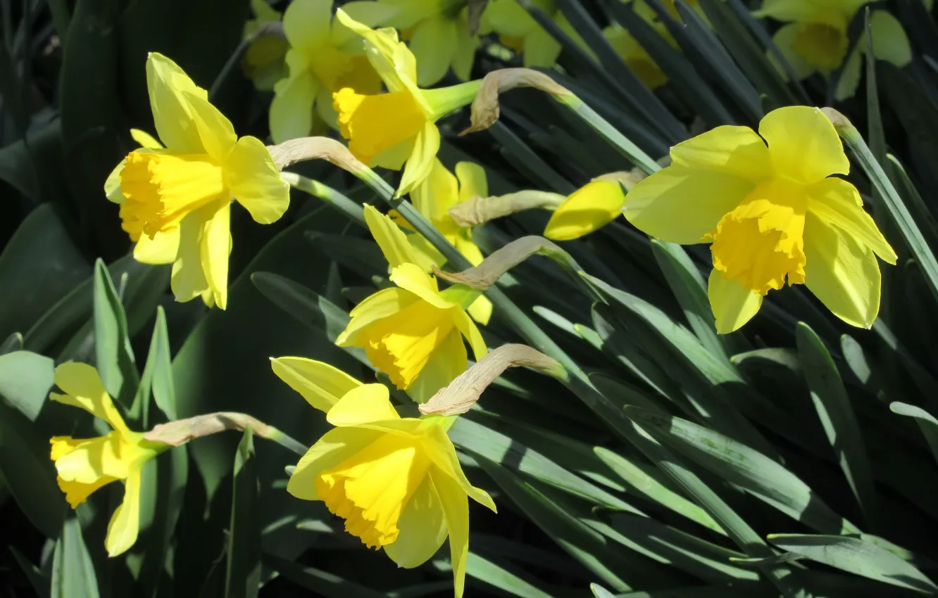 Photo wallpaper April, daffodils, spring 2018, Mamala ©