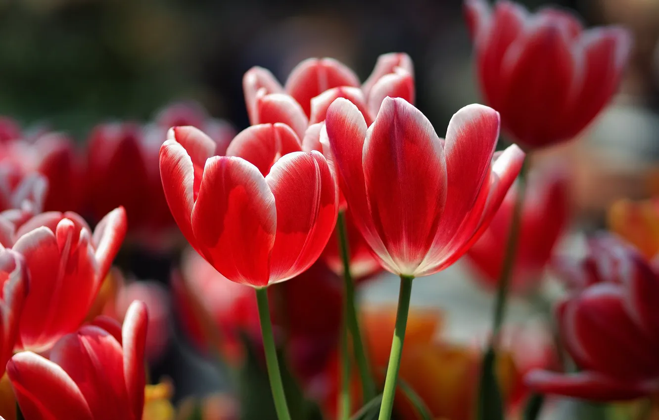Photo wallpaper spring, tulips, red, buds