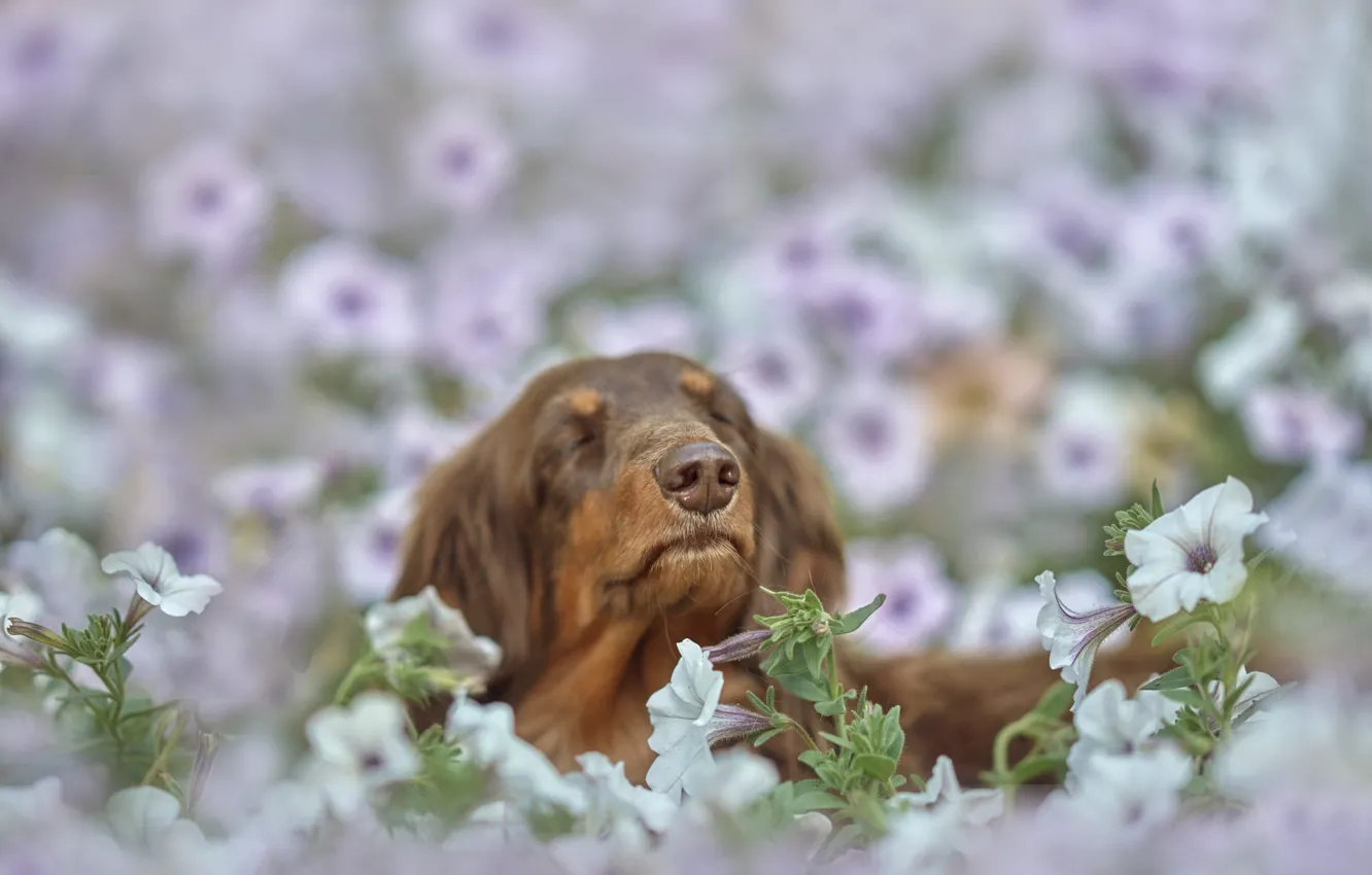 Photo wallpaper flowers, nature, animal, dog, head, dog, Petunia