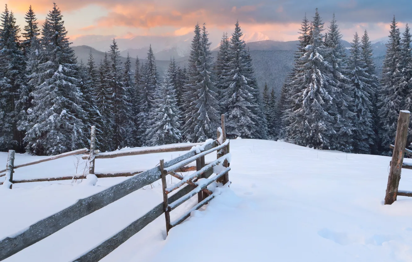 Photo wallpaper forest, snow, trees, mountains, traces, the fence, tree, Winter