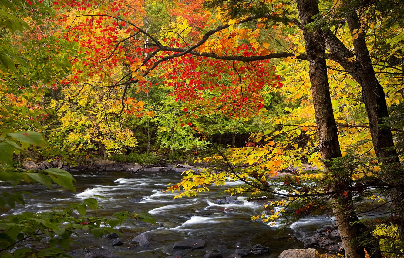 Photo wallpaper autumn, leaves, trees, river, stones, Ontario, Algonquin Park