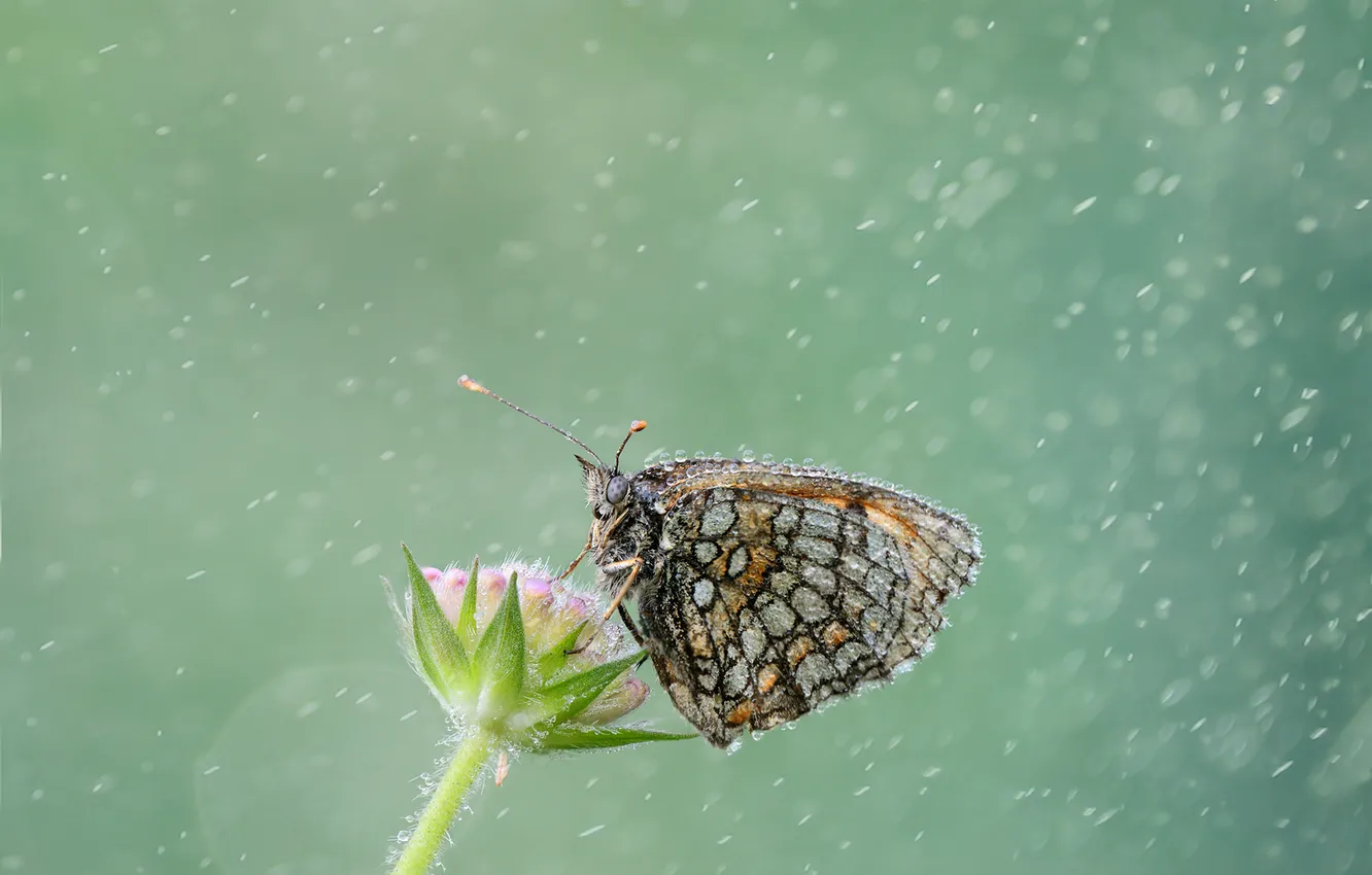 Photo wallpaper flower, drops, rain, butterfly