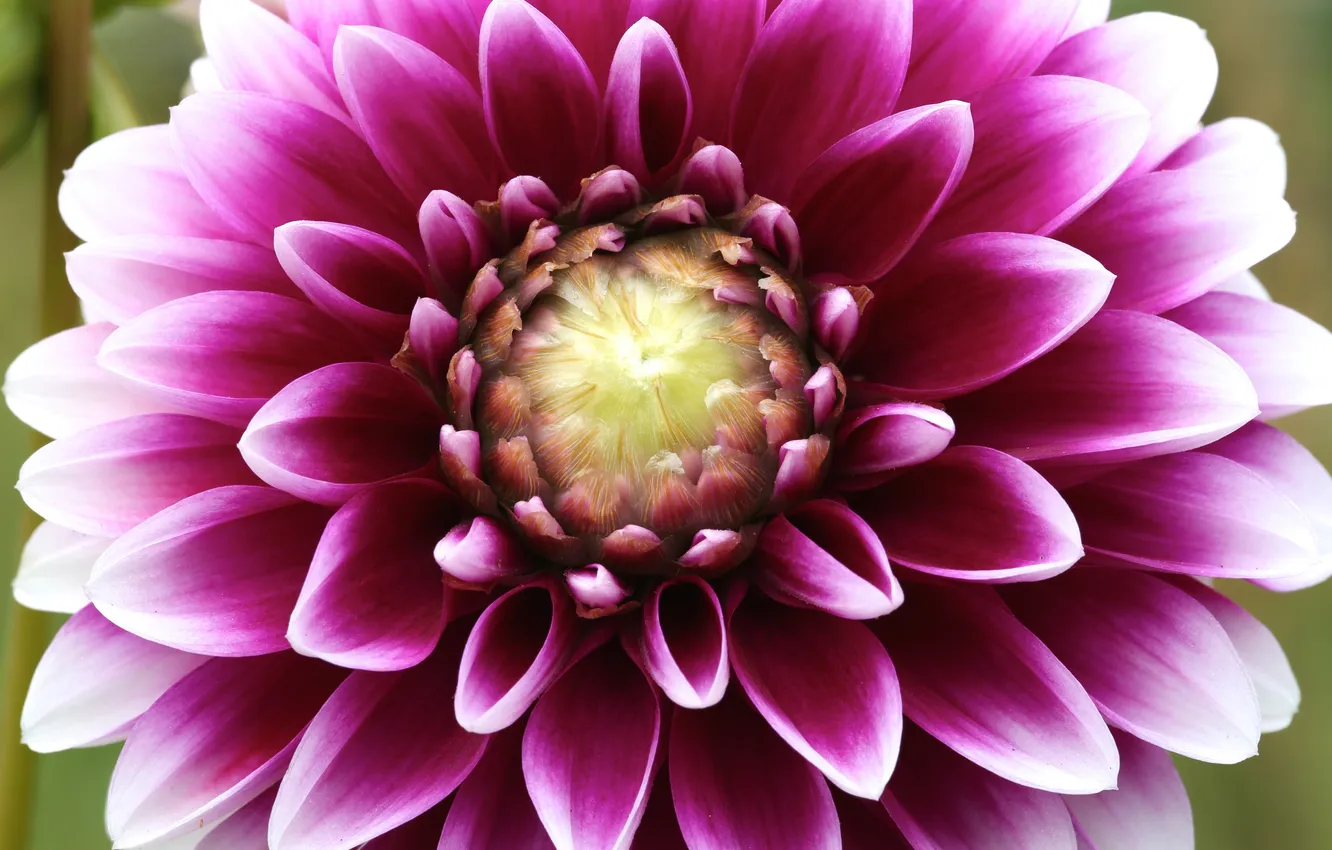 Photo wallpaper flowers, bright, petals, buds, flowering, dahlias