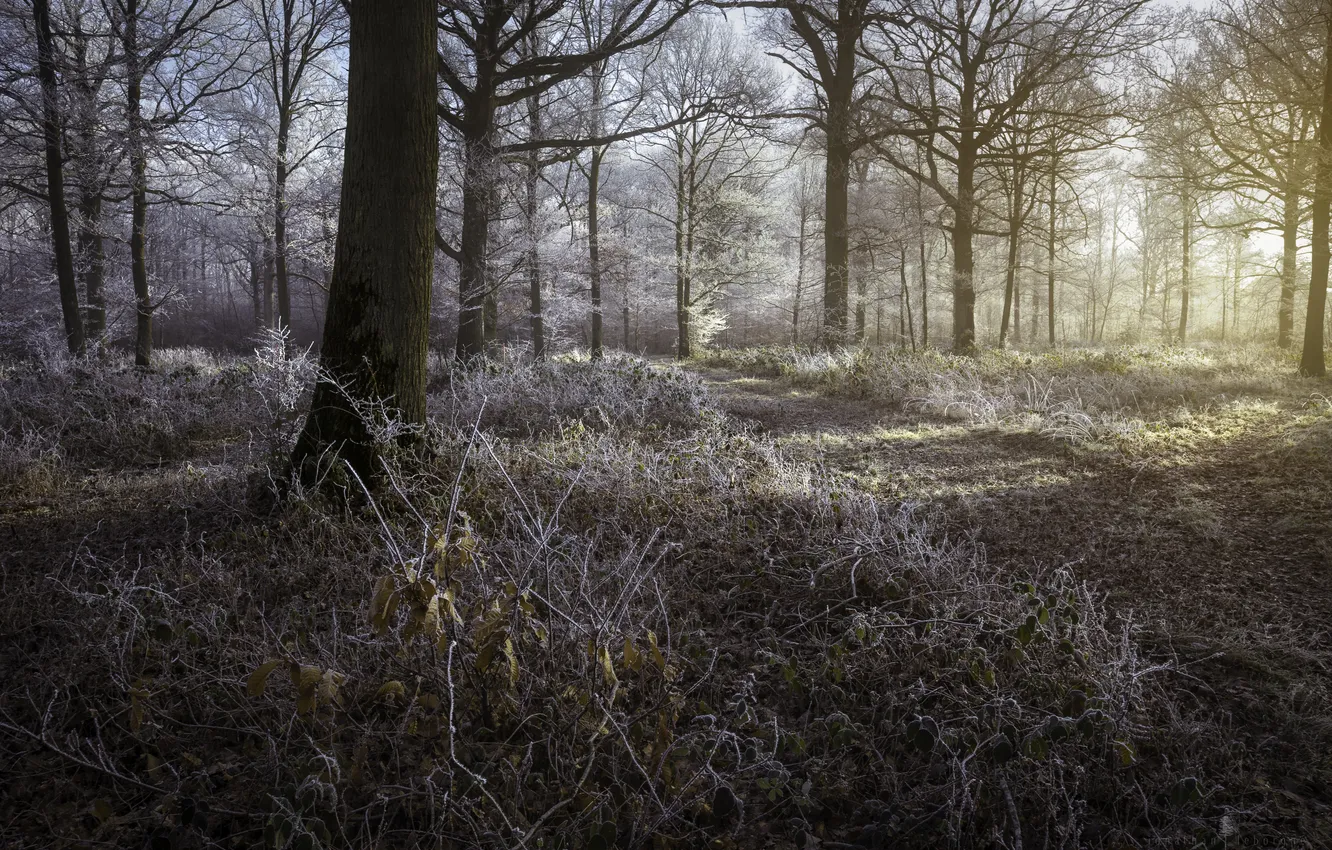 Photo wallpaper forest, light, nature