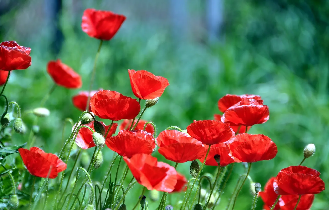 Photo wallpaper grass, flowers, red, Maki, petals