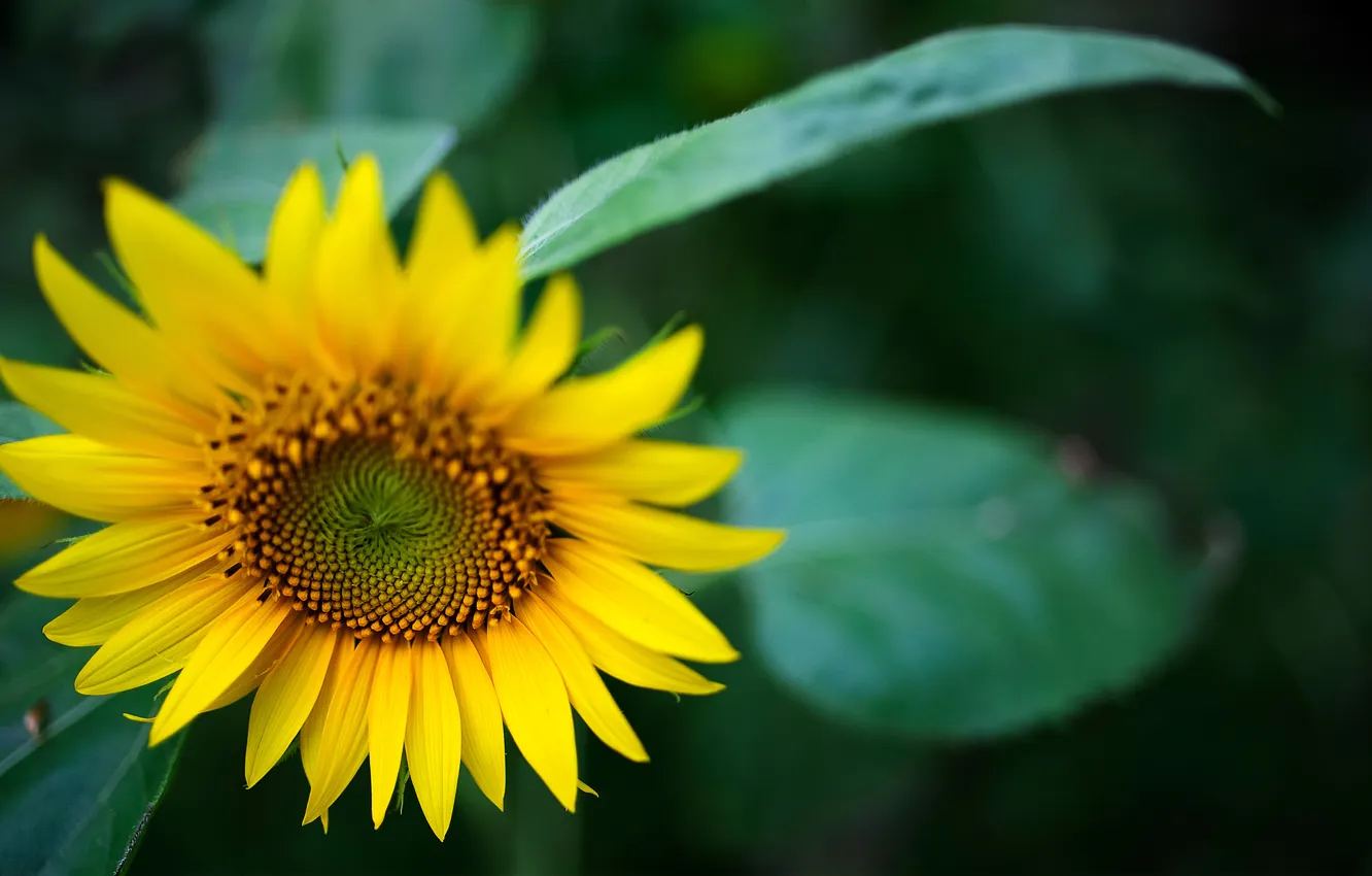 Photo wallpaper color, sunflower, sonyashnik