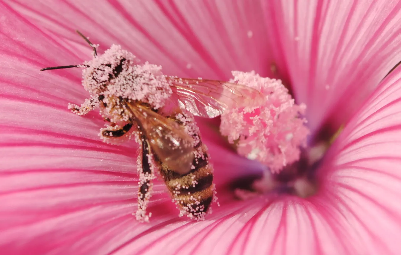 Photo wallpaper macro, flowers, nature, bee, pollen