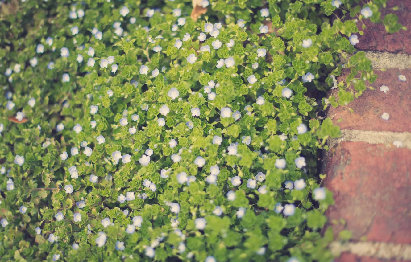 Photo wallpaper leaves, flowers, plant, green, white
