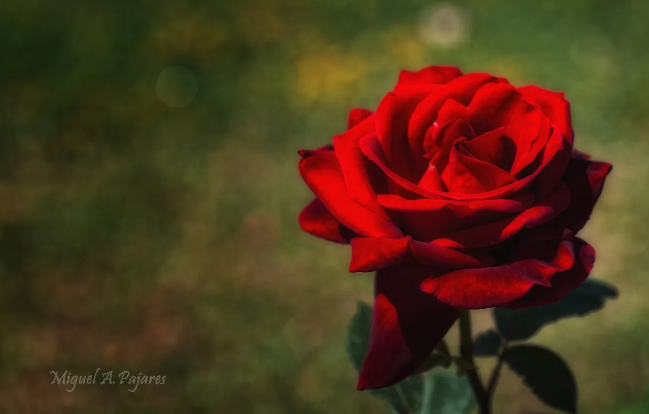 Photo wallpaper flowers, red, roses, petals, al