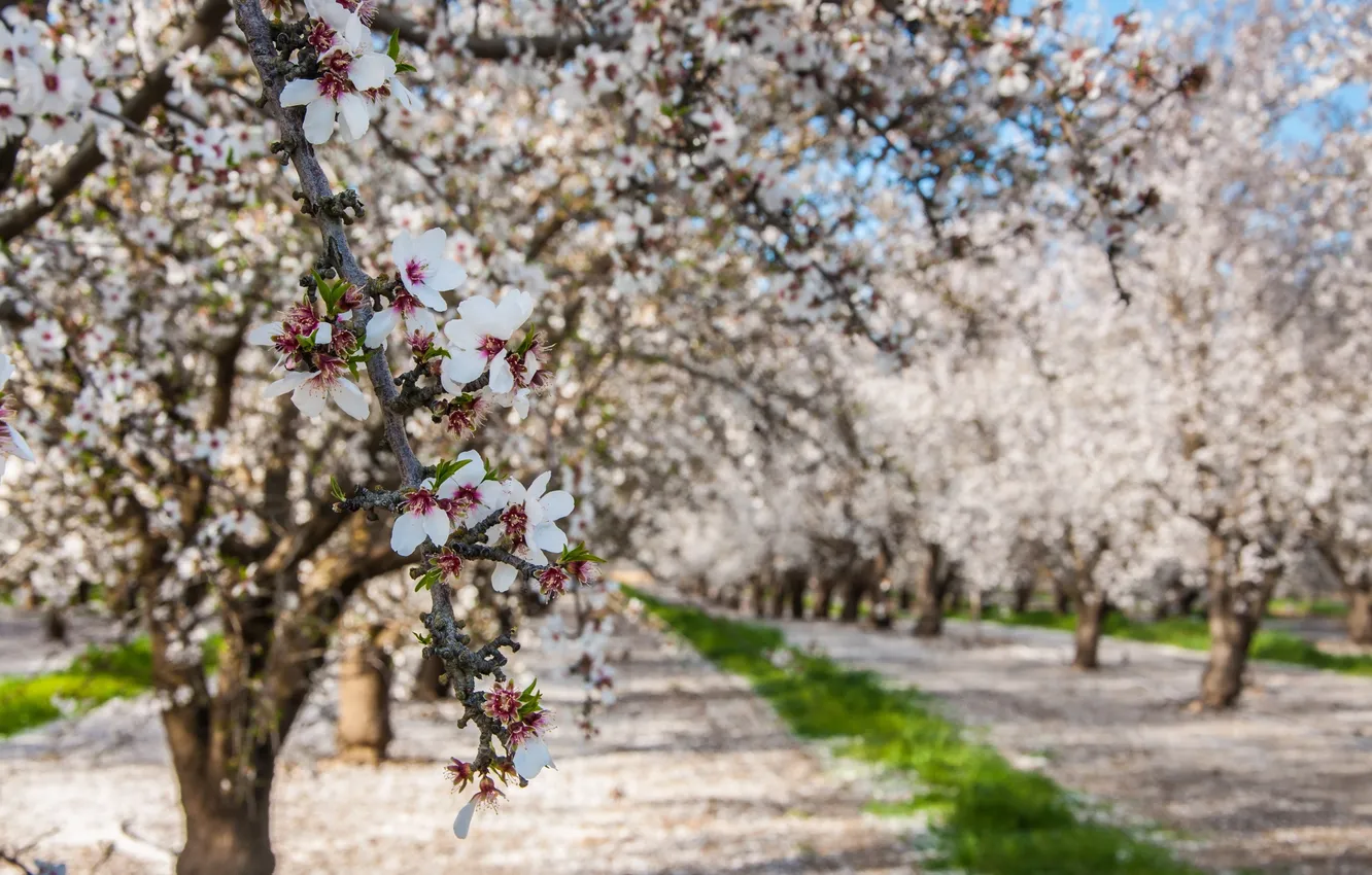 Photo wallpaper nature, spring, garden