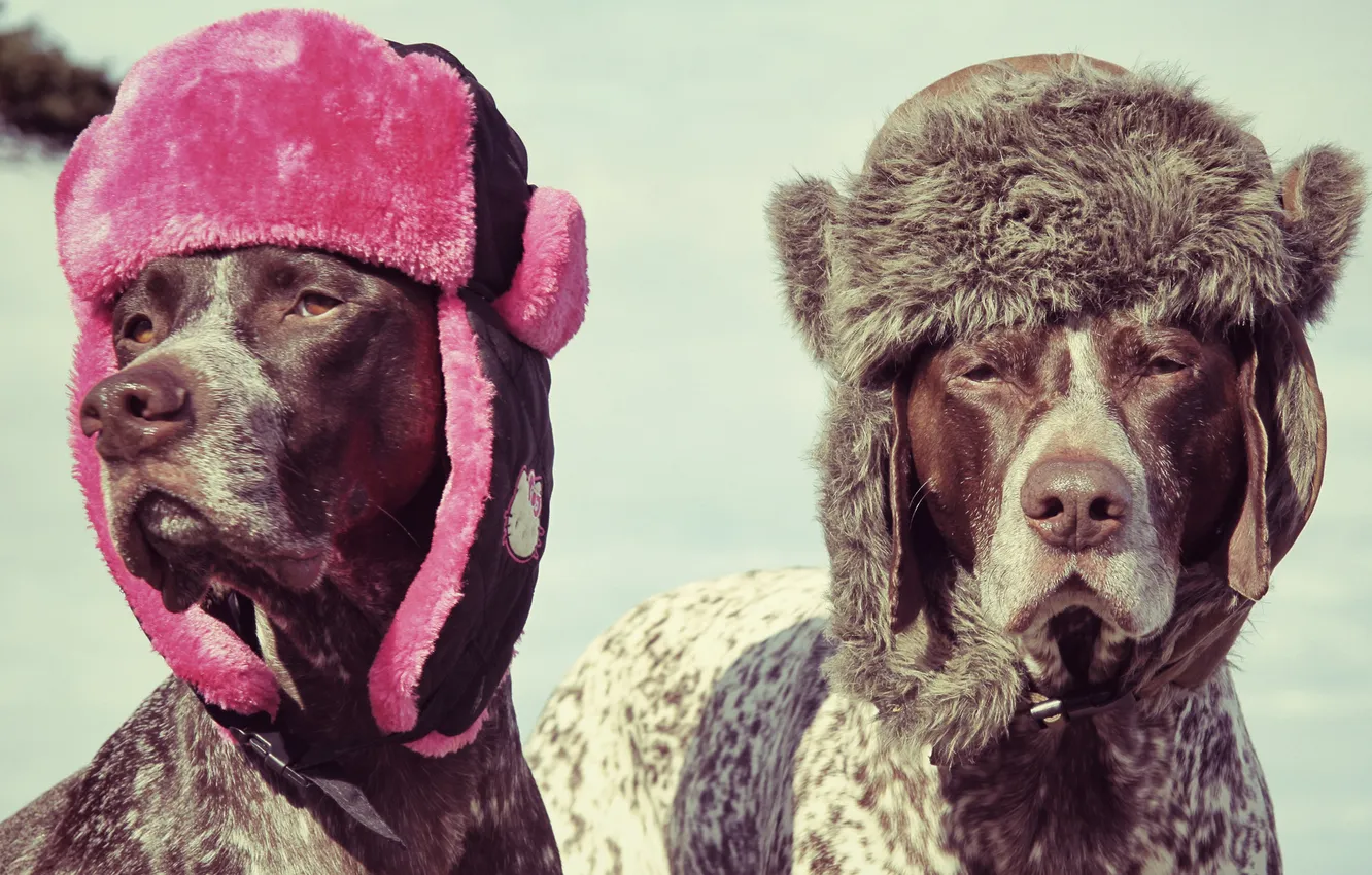 Photo wallpaper hat, dog, hat