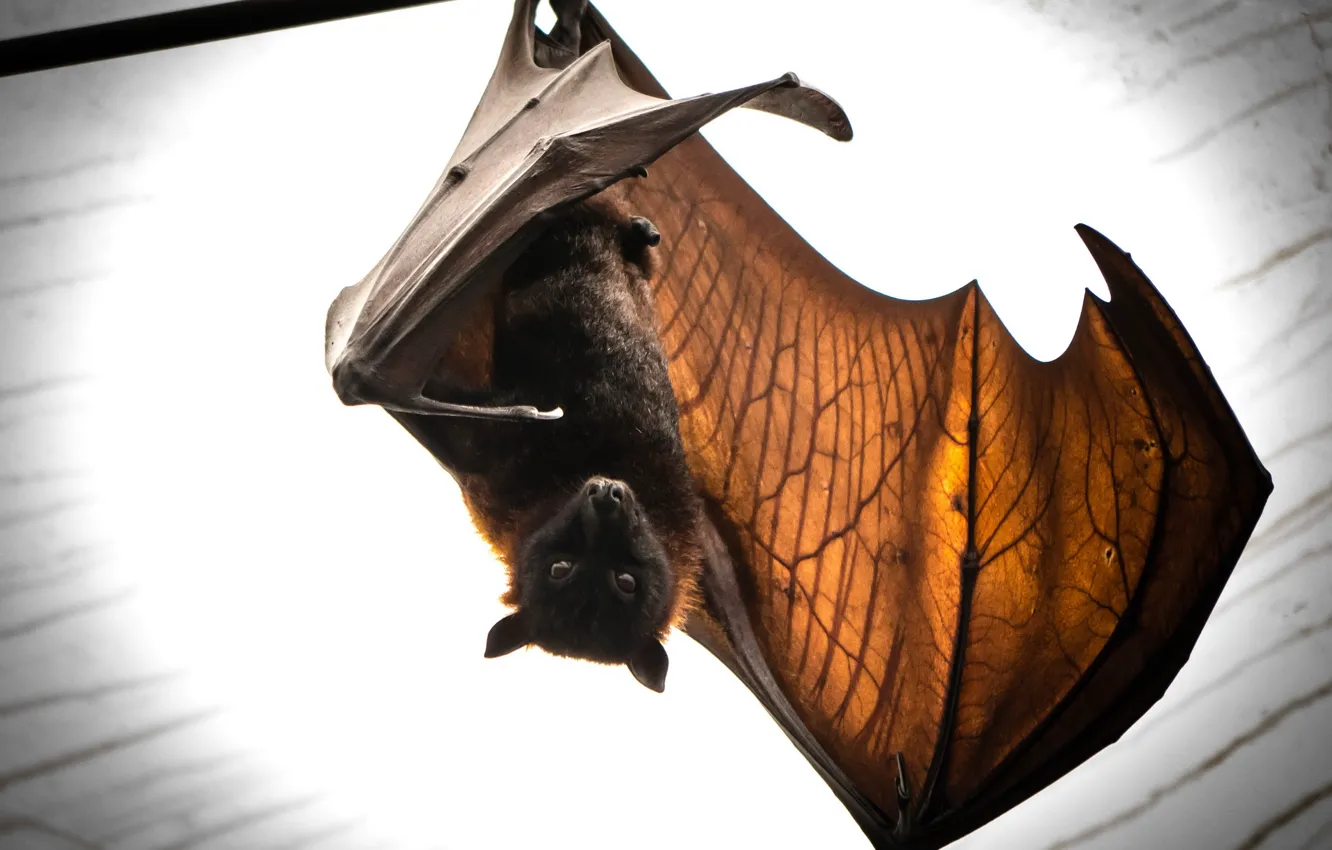 Photo wallpaper nature, bat, batmans return