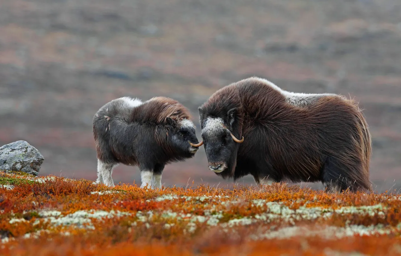 Photo wallpaper Norway, national Park, musk ox, Dovrefjell-Sunndalsfjella