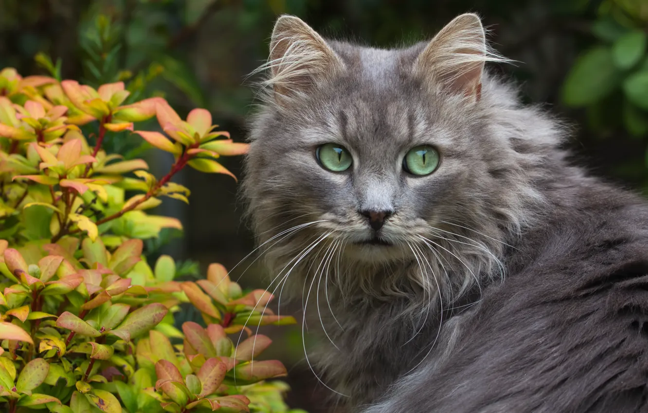 Photo wallpaper cat, mustache, look, leaves