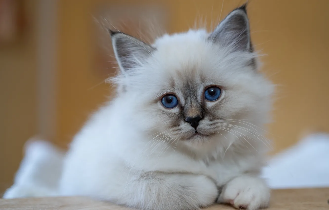 Photo wallpaper cat, look, pose, portrait, legs, lies, kitty, blue eyes
