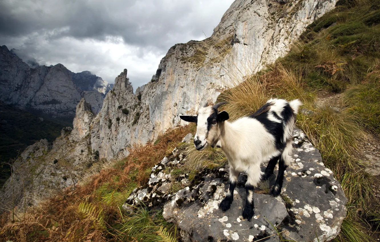 Photo wallpaper mountains, nature, goat