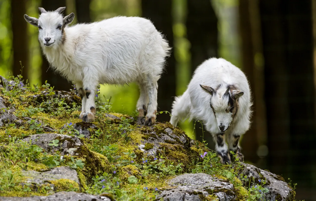 Photo wallpaper grass, stones, hills, moss, pair, cub, goat, ©Tambako The Jaguar