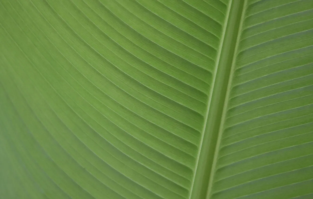 Photo wallpaper banana, leaf, banana leaf, palmengarten