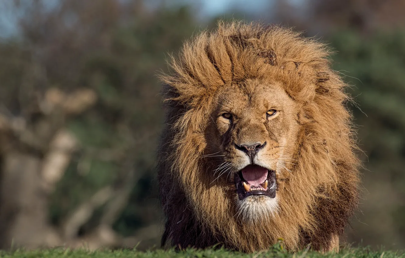 Photo wallpaper cat, look, nature, animal, Leo, mane