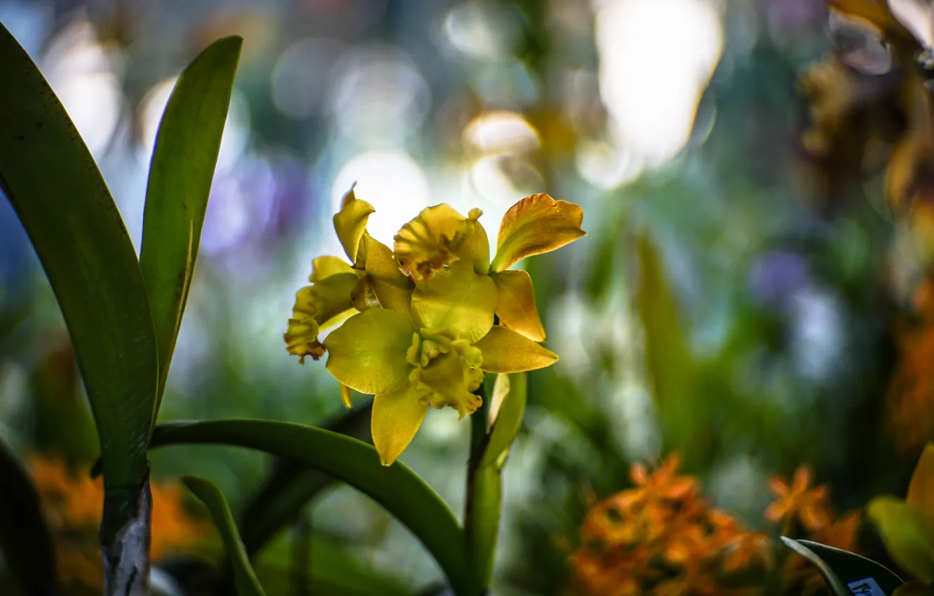 Photo wallpaper macro, flowers, blur, Orchid, Wallpaper from lolita777