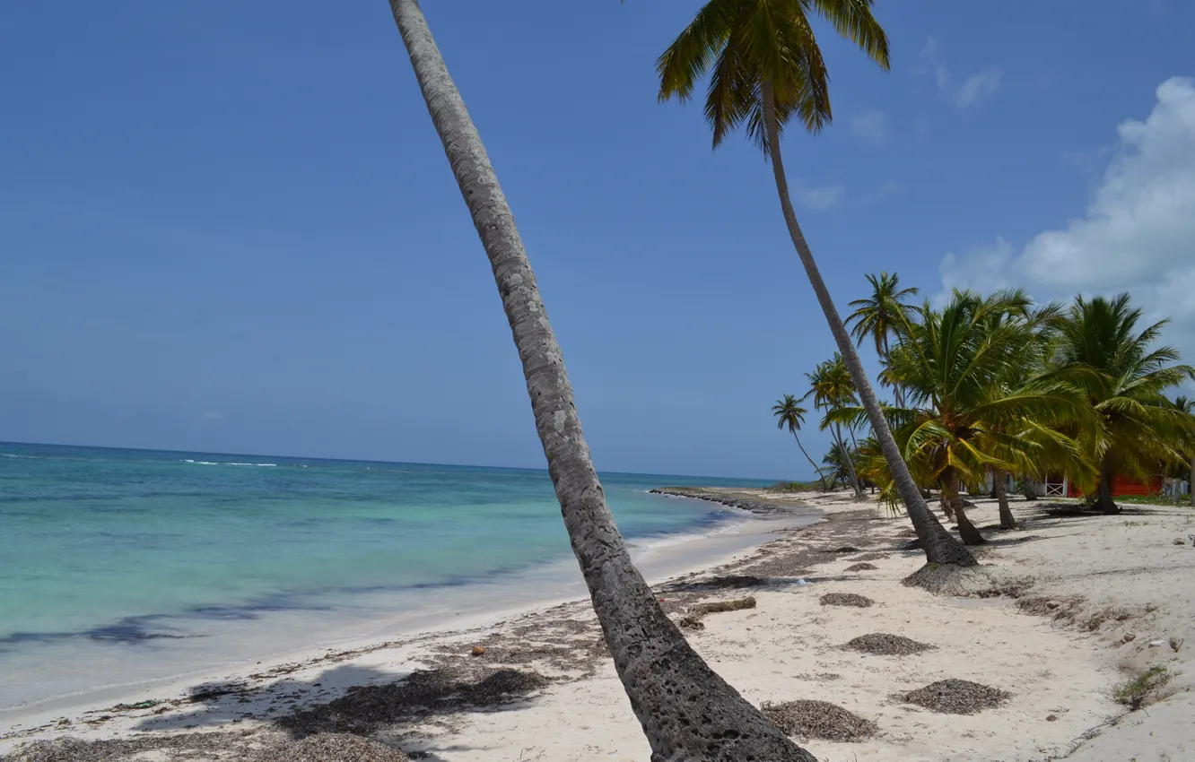 Photo wallpaper sea, beach, palm trees, Dominican Republic, Dominican Republic