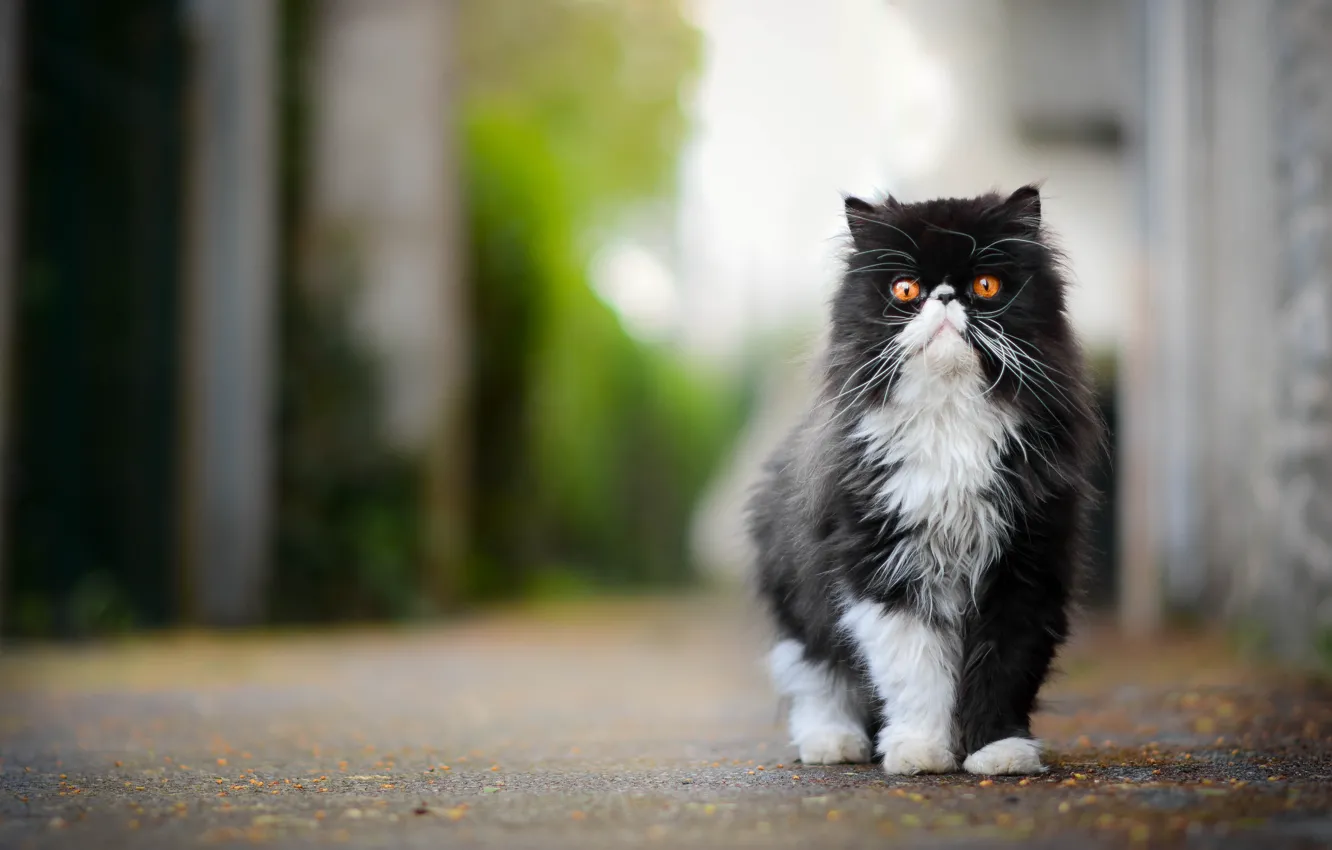 Photo wallpaper cat, fluffy, important, Persian cat