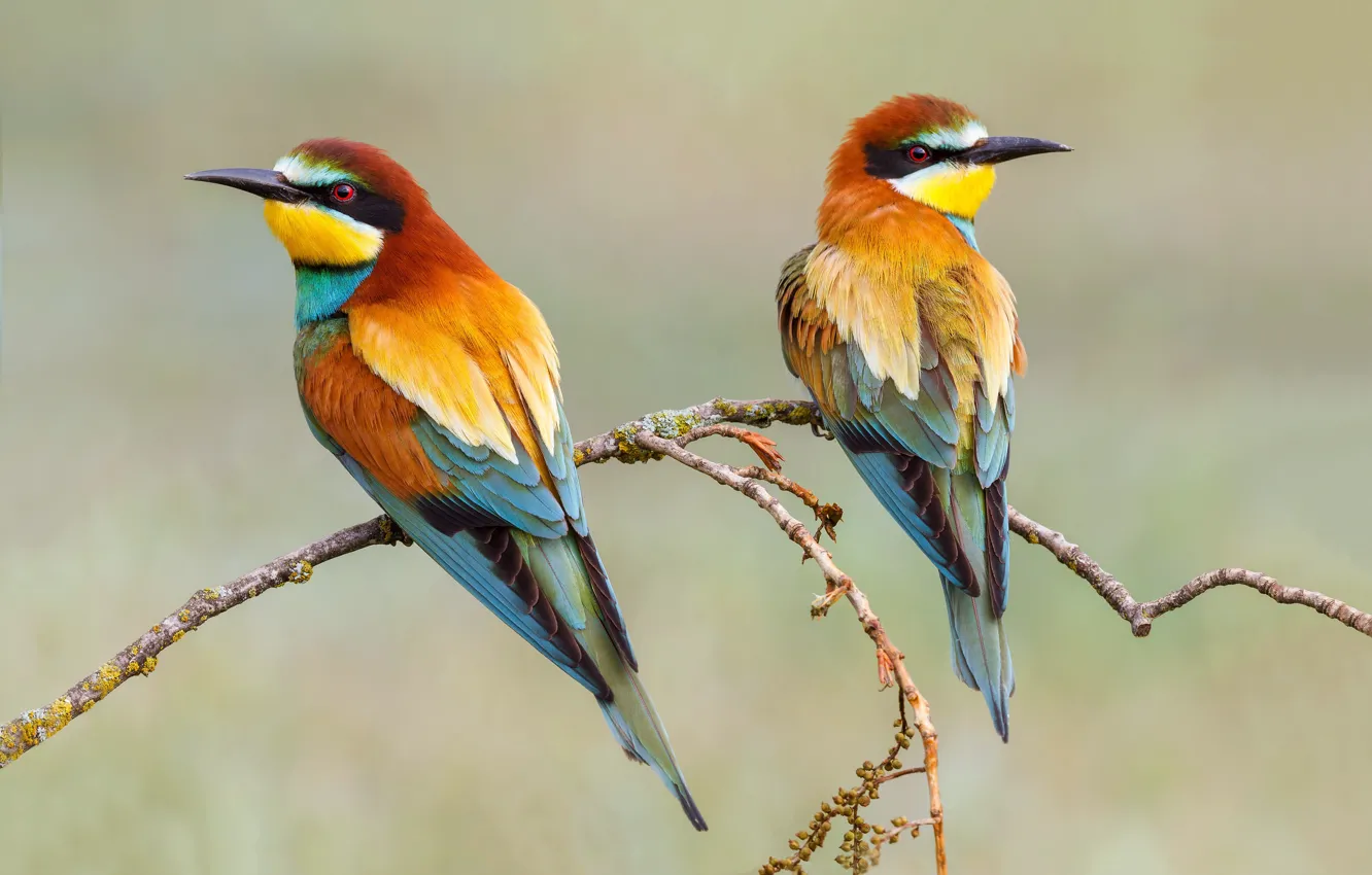 Photo wallpaper birds, background, branch, pair, the European bee-eater Golden, schurka
