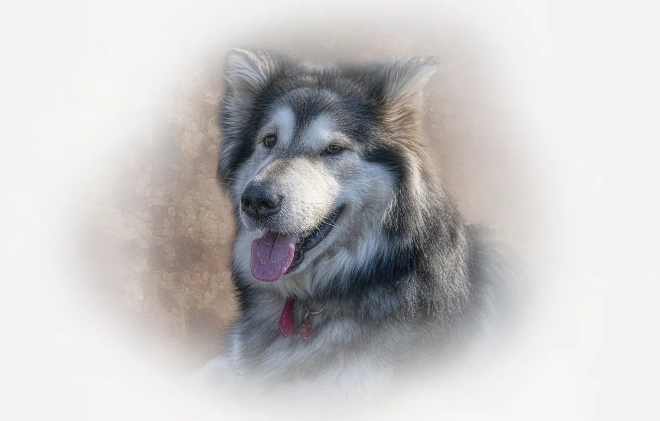 Photo wallpaper language, face, background, portrait, dog, treatment, texture, peer