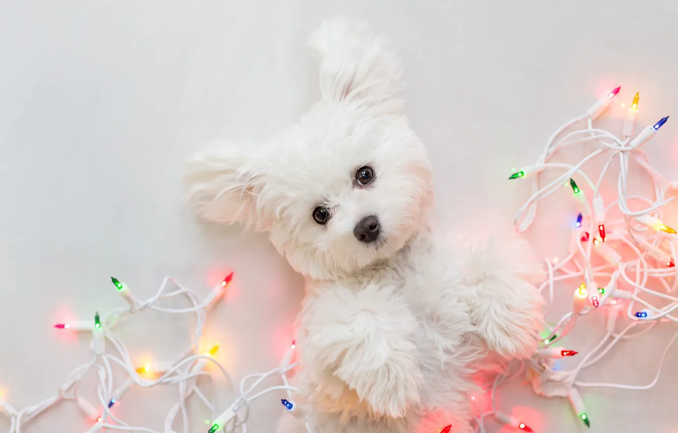 Photo wallpaper look, pose, legs, dog, lights, Christmas, puppy, white background