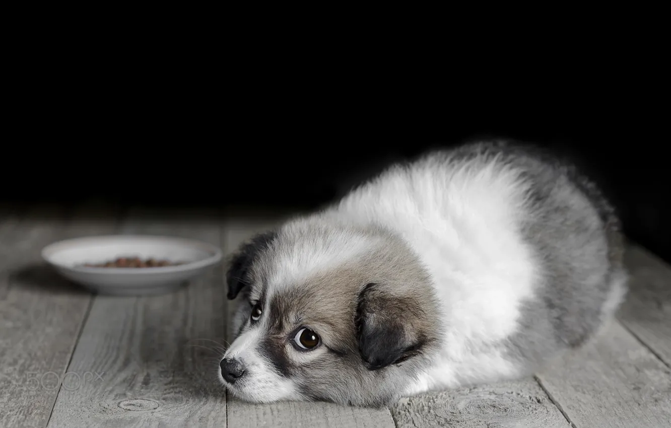Photo wallpaper look, Board, dog, floor, puppy, saucer, feed