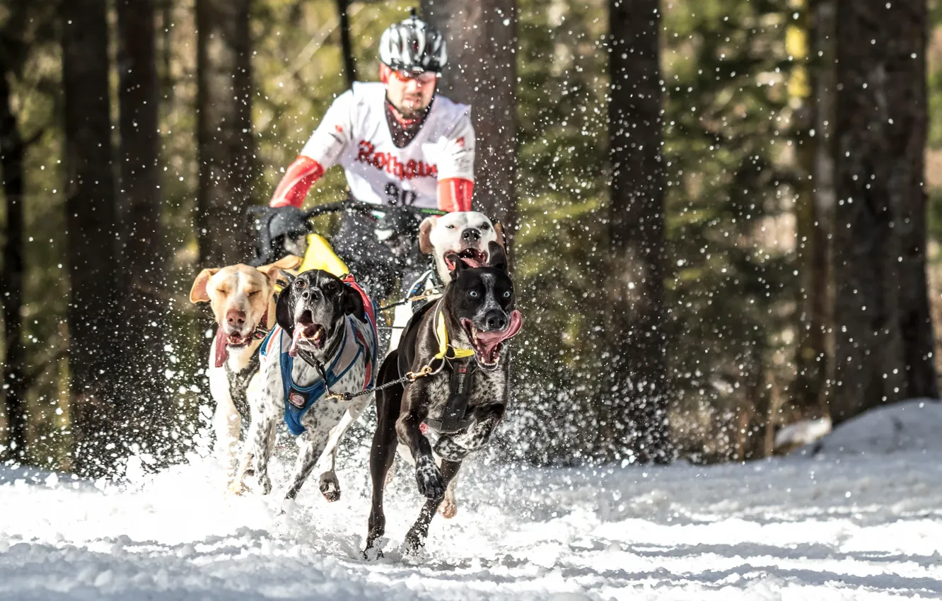 Photo wallpaper winter, race, dog