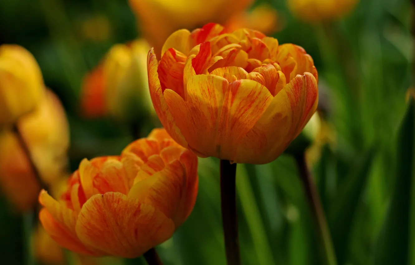 Photo wallpaper macro, flowers, tulips, orange