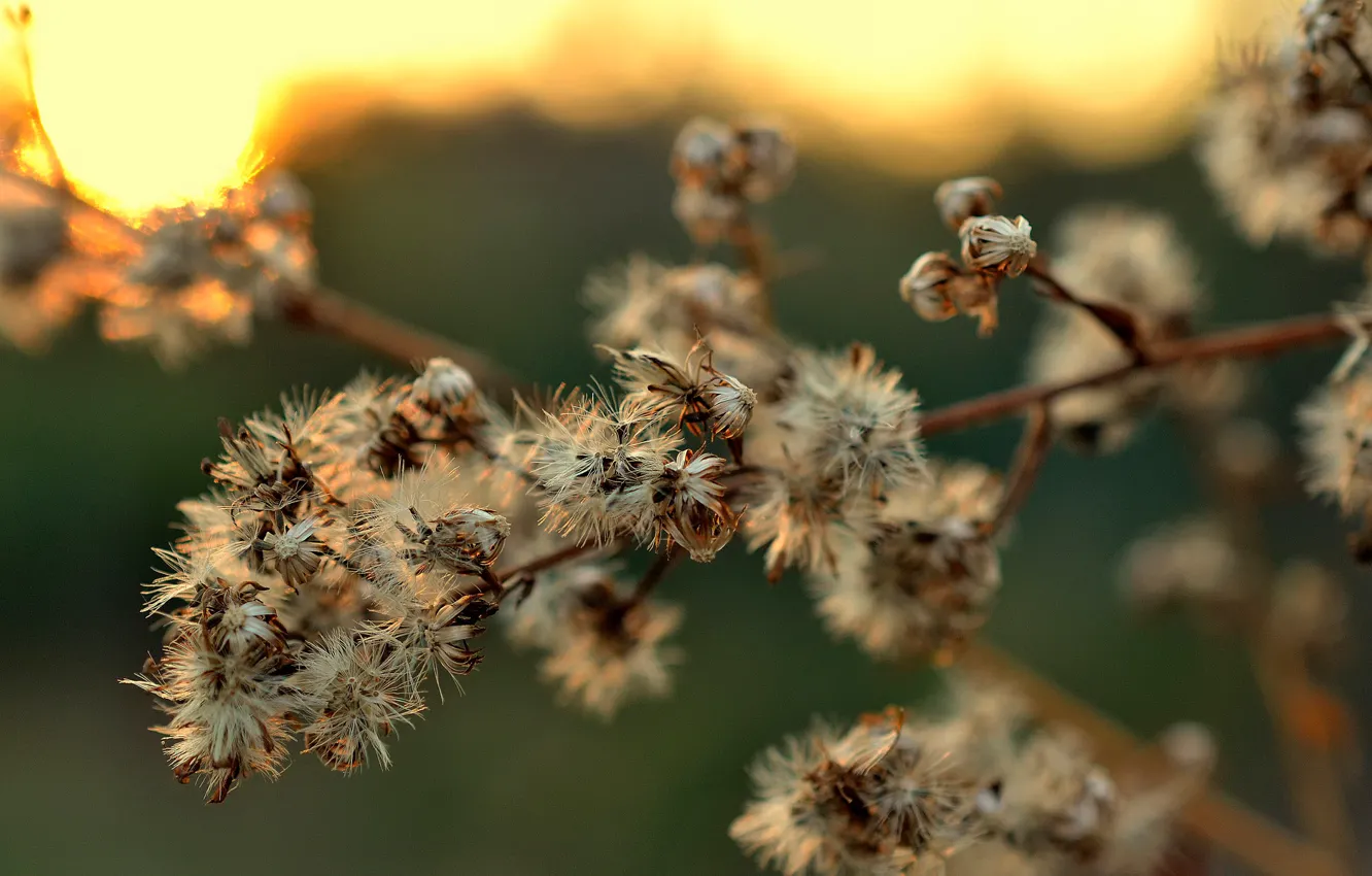 Photo wallpaper branches, bokeh, Dry, inflorescence