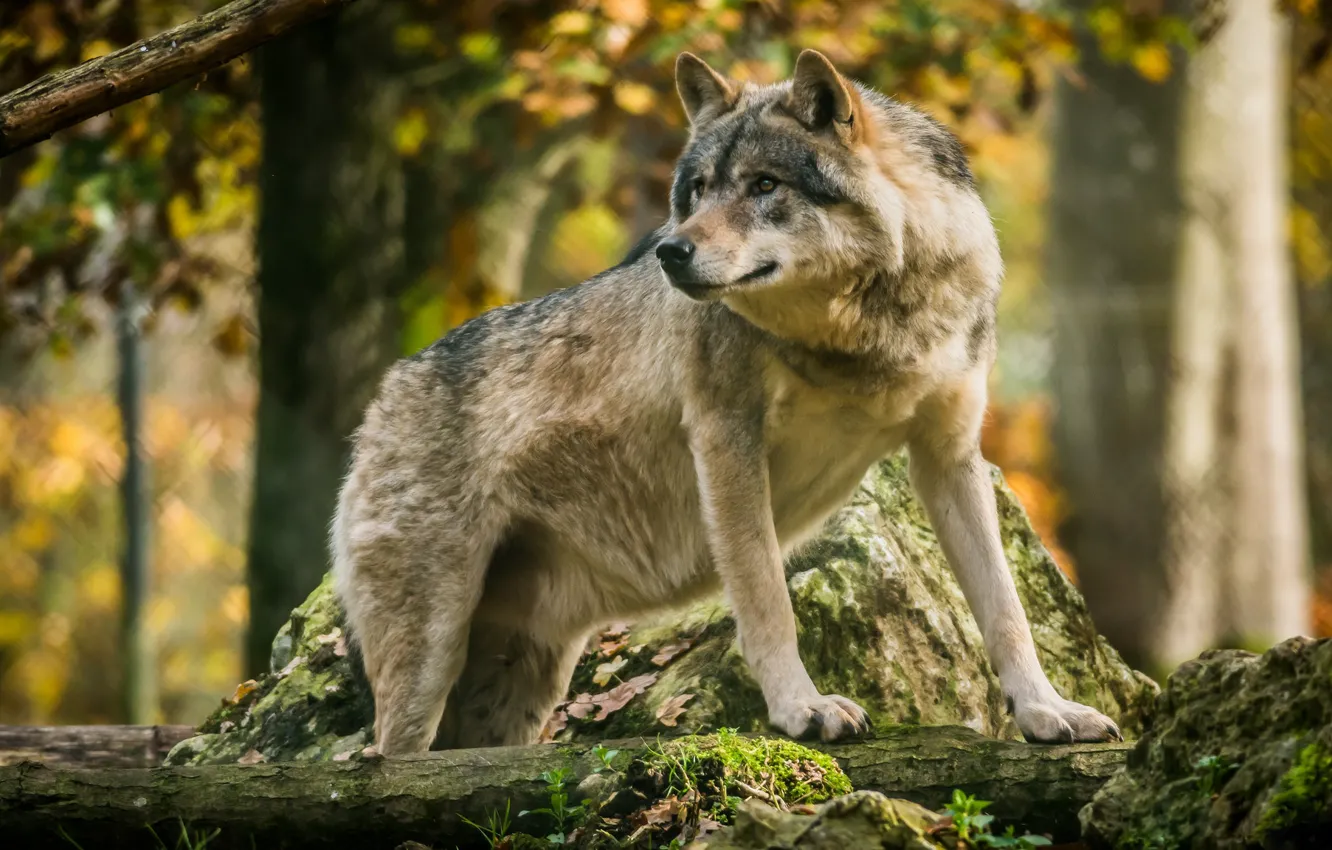 Photo wallpaper wolf, handsome, the orderly forest