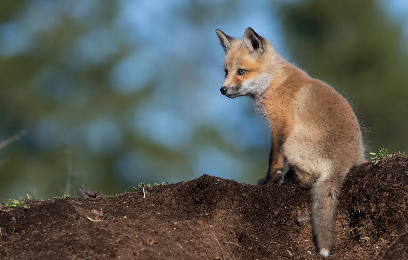 Photo wallpaper look, pose, earth, blue, small, baby, red, Fox