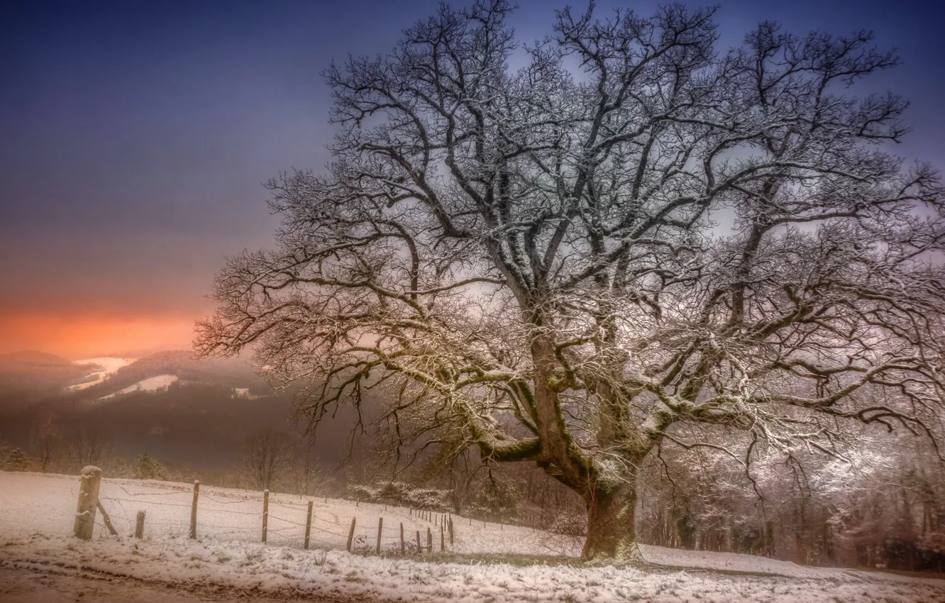 Photo wallpaper winter, sunset, tree