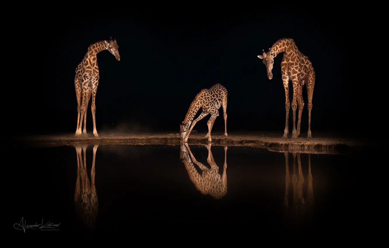 Photo wallpaper animals, three, Giraffes