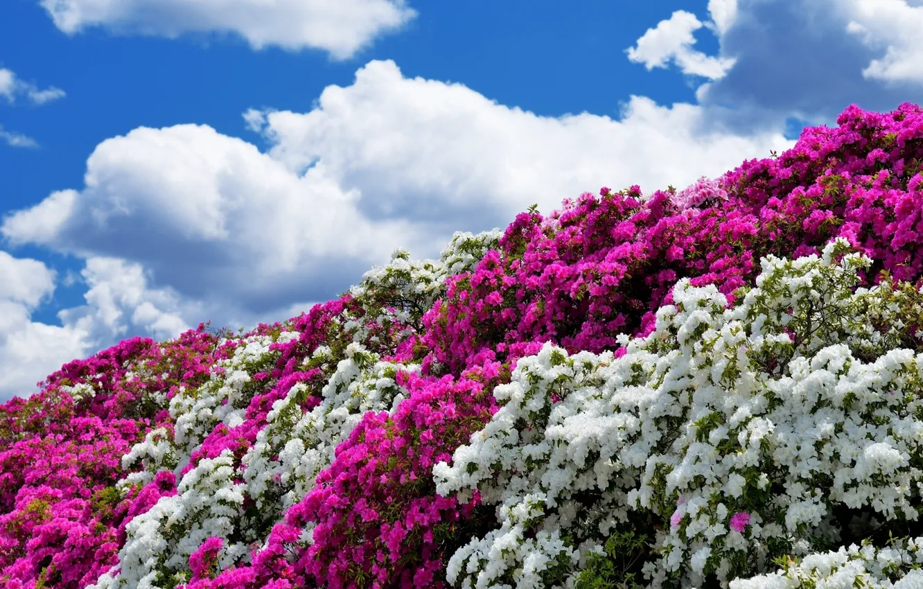 Photo wallpaper the sky, clouds, the bushes, Azalea
