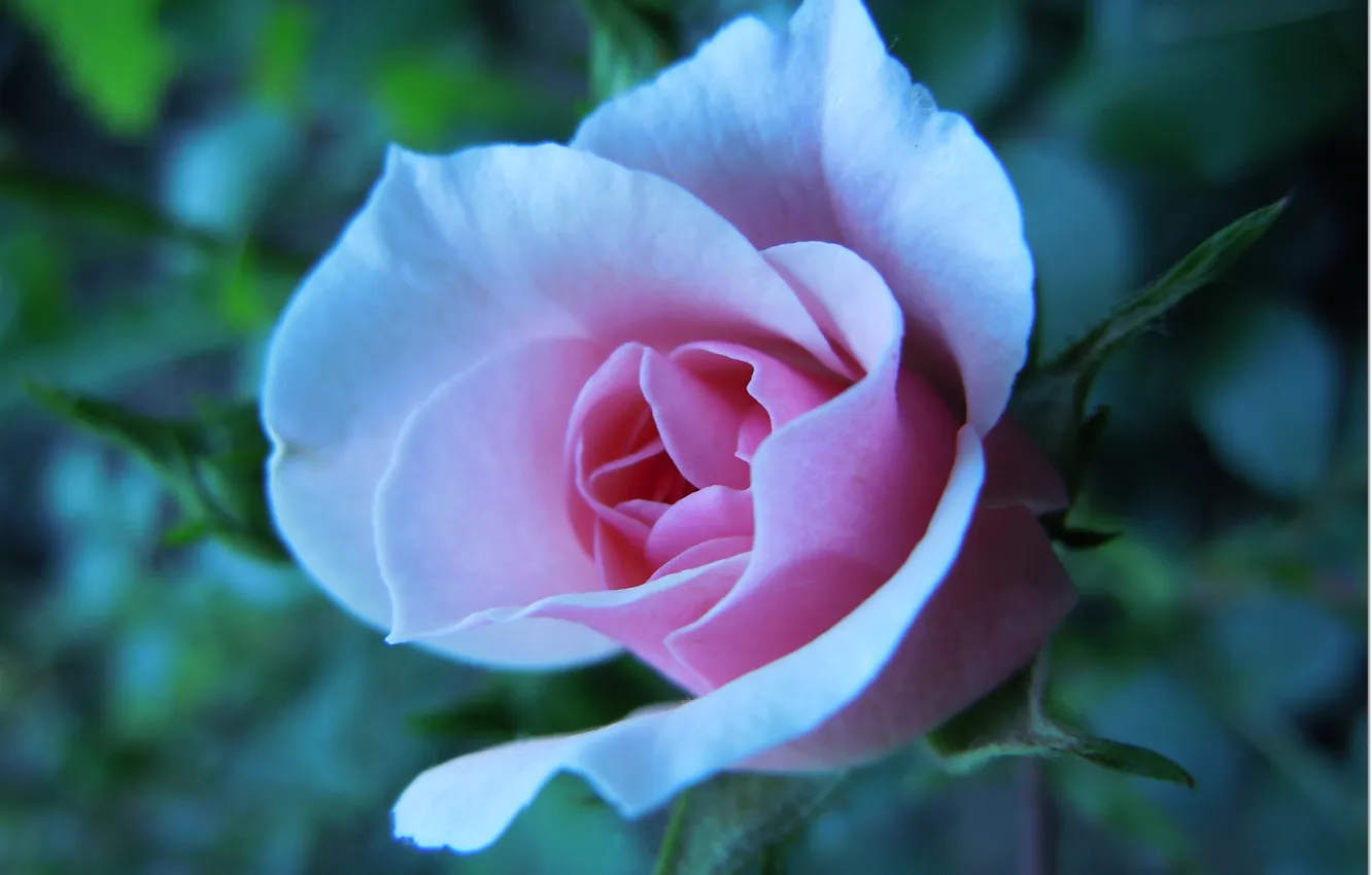 Photo wallpaper flower, rose, petals, blur