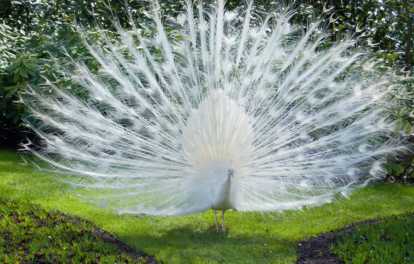 Photo wallpaper white, tail, peacock