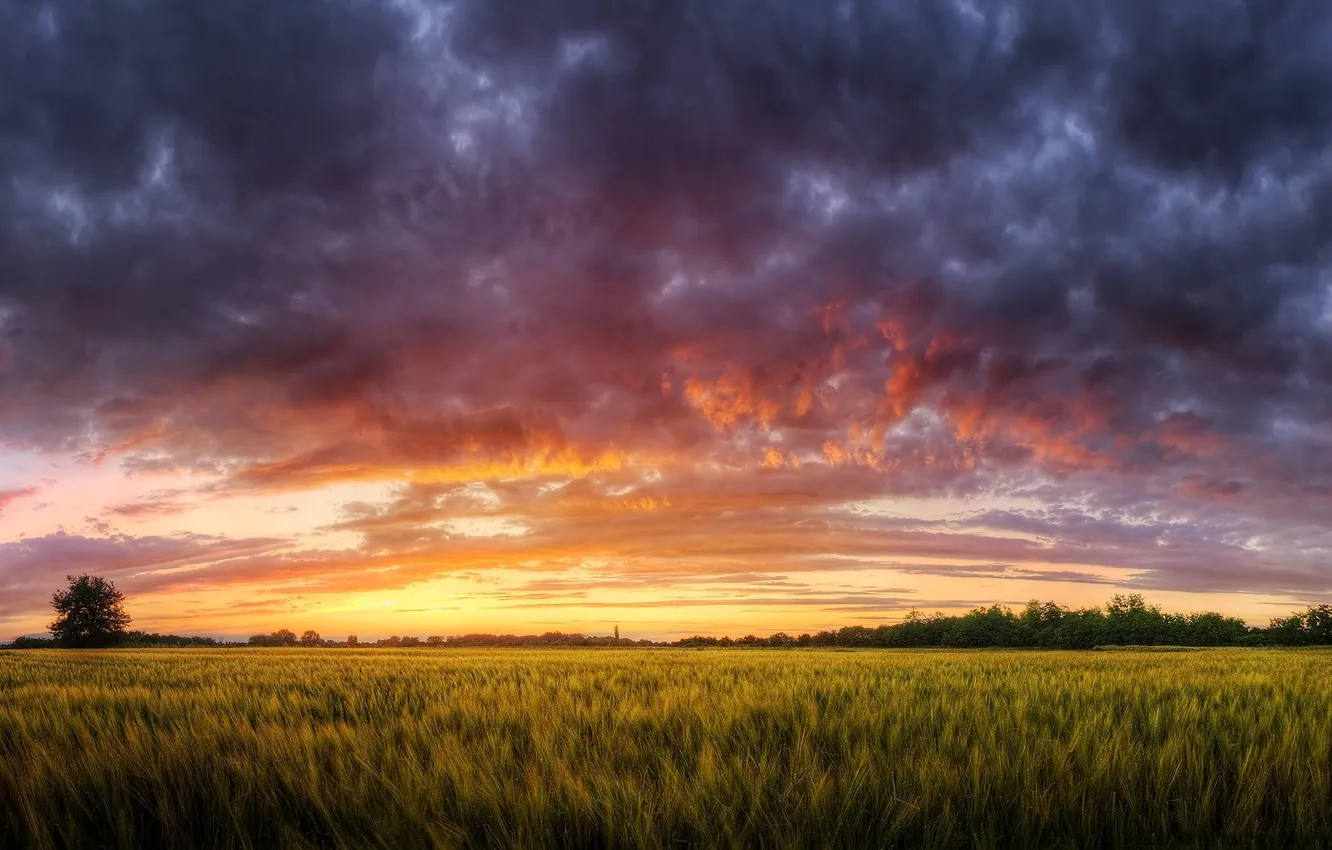Photo wallpaper field, grass, clouds, landscape, sunset, nature, sky, landscape